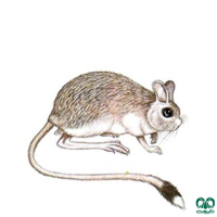 گونه دوپای کوتوله Dwarf Fat – tailed Jerboa